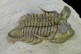 Tower Eyed Erbenochile Trilobite - Top Quality! #160887-1